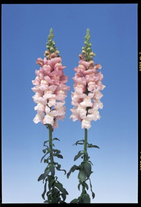 Picture of Antirrhinum - Admiral Pink F1
